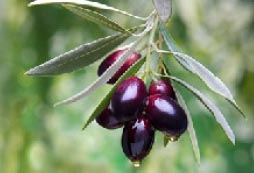 Pensionati e anziani alla scoperta dell’Olivicoltura sul lago