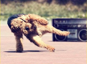 dance for dogs (1)