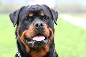 Rottweiler-Head