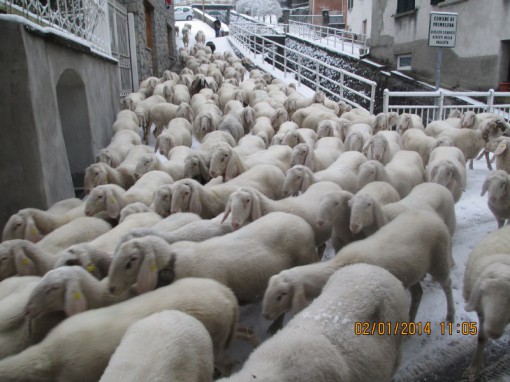 pecore neve primaluna