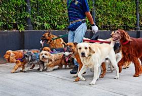 Passeggiata a “sei zampe” contro la chiusura del canile