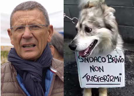 Video canile, Volontè: “Cani legati con dei cartelli, che vergogna”