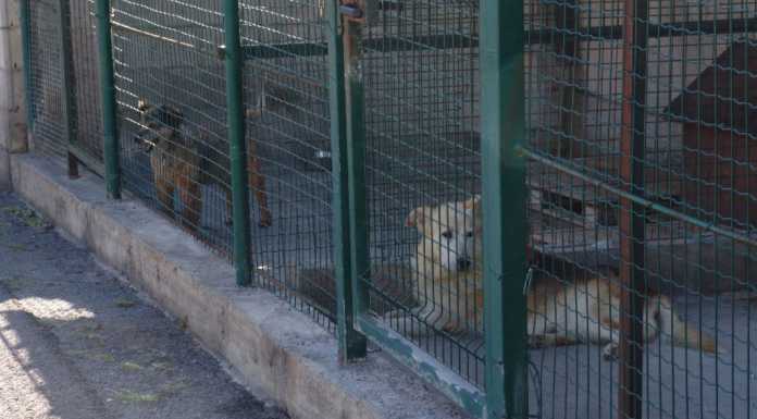 Canile, l’ultimo incontro: oggi gli animalisti dal Prefetto