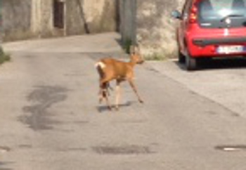Lecco. Incredibile, capriolo partorisce in via alla Rovinata