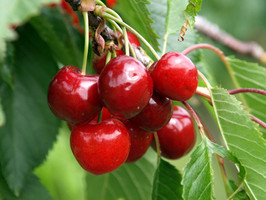 Un ciliegio alla Casa sul Pozzo per ricordare le sorelline di Chiuso