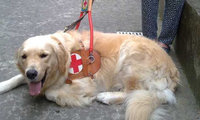 XX Giornata Nazionale del Cane Guida: a Milano gli “occhi” dei non vedenti scendono in piazza