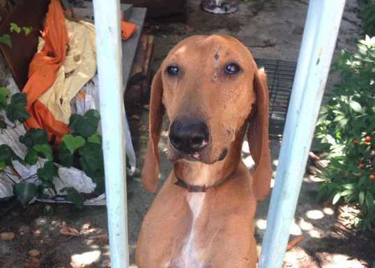 La Forestale chiude il “lager” di Vignola, sequestrati i cani