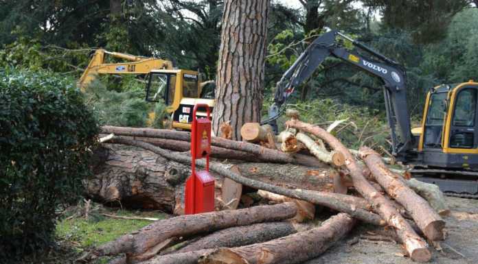 Villa Gomes: le sezioni degli alberi rimossi consegnate alle scuole