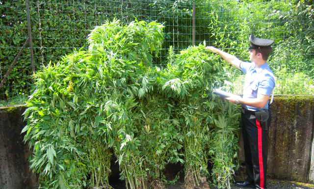 Esino: scoperta una piantagione di “erba”, arrestato 51enne