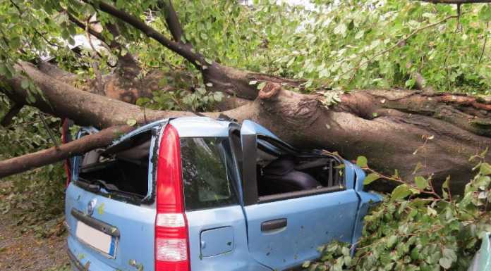 Disastro maltempo: alberi caduti e tanti danni in città