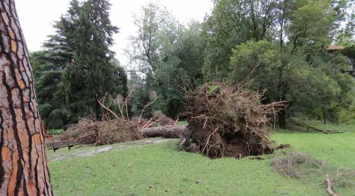 Villa Gomes: il parco resta chiuso, specialisti al lavoro