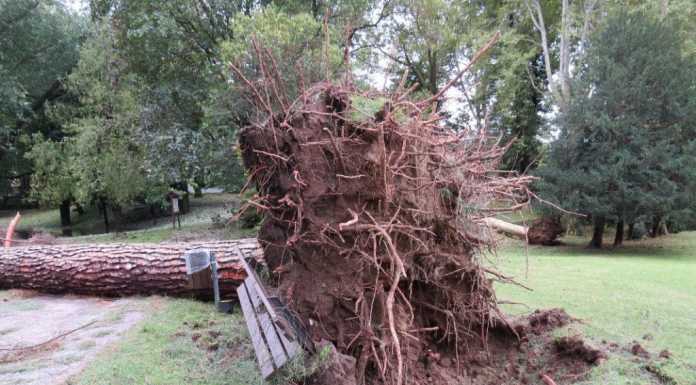 Villa Gomes: via all’abbattimento degli alberi pericolanti