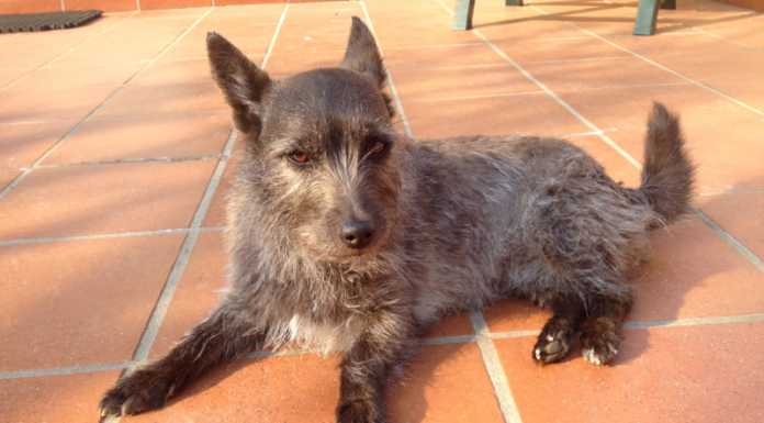 La cagnolina Pika si è persa, l’appello dei suoi padroni