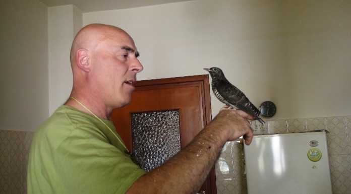 Pasturo. Sergio e il suo cuculo finiscono sulla rivista Focus Wild