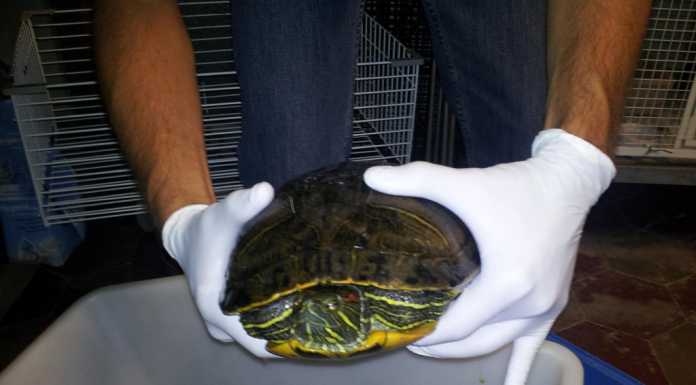 Civate: tartaruga d’acqua a “passeggio” in località Isella