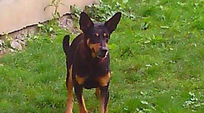 Ancora trasferimenti al canile, il caso di Arthur e Giorgie