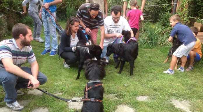 Adottati da famiglie diverse, cuccioli riuniti per il 1° compleanno