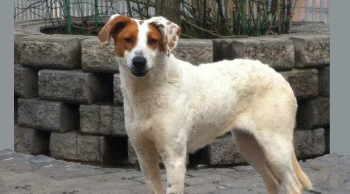 Ad un anno dalla scomparsa, continuano le ricerche di Macchia