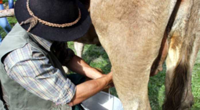 Al campionato del mondo di mungitura un solo lecchese: Dionigi Muttoni