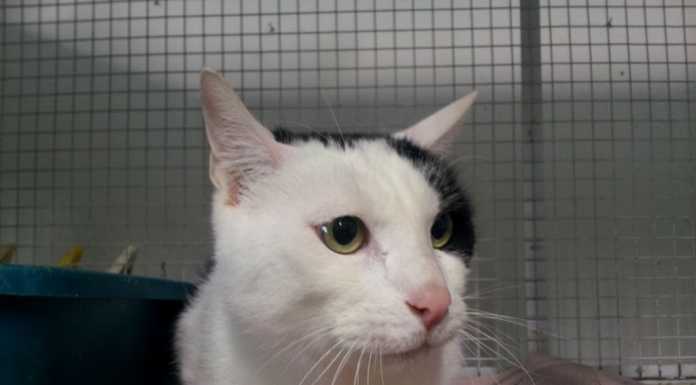 Enpa, recuperato il gatto del 69enne suicida di Barzanò