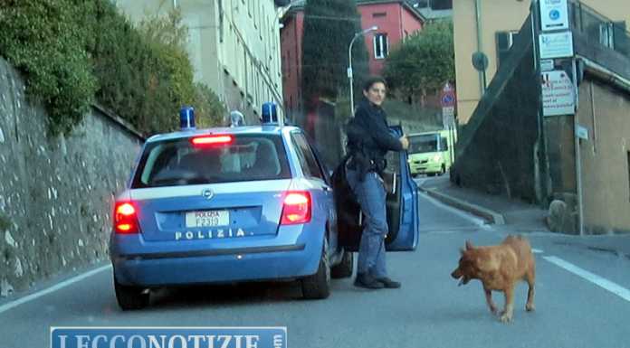 Cane “in fuga” sulla vecchia Lecco-Ballabio: salvato dagli agenti
