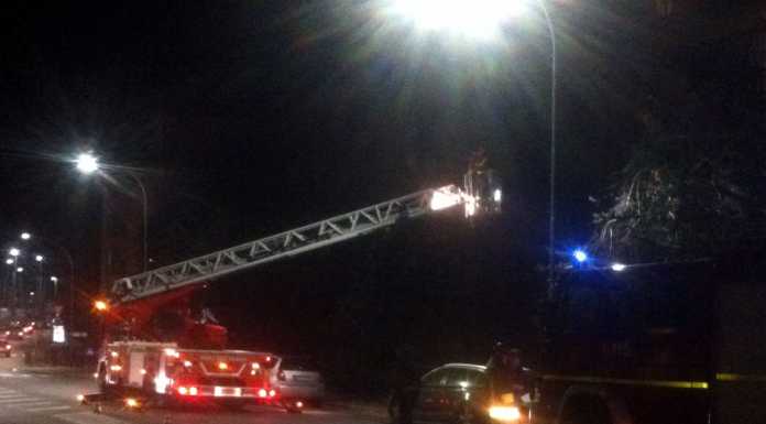 Albero pericolante in via Redipuglia, Vigili del Fuoco al lavoro