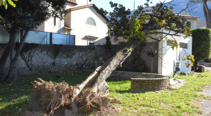 Il vento sradica cartelli e alberi in città: danni al parco dell’Eremo