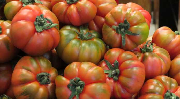 La salute vien mangiando. Vegetariani per scelta o per moda – 2^ parte