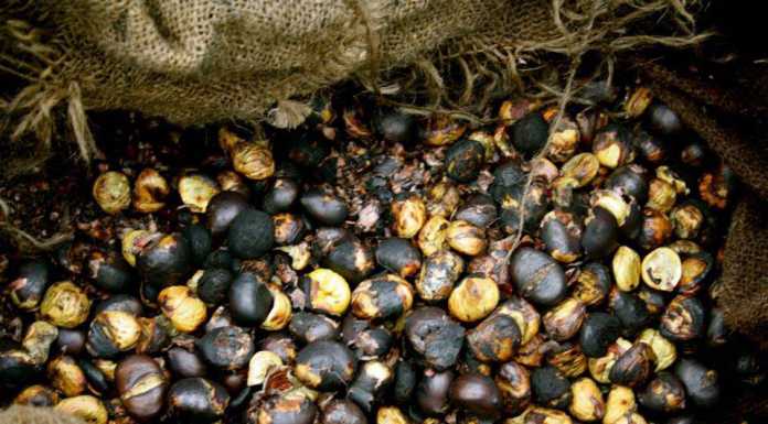 Valmadrera: domenica castagnata dall’Aido in piazza Mons. Citterio