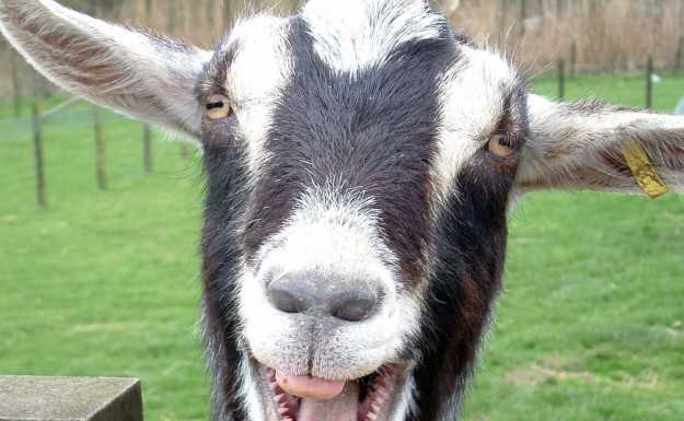 Resinelli: capre arroccate sul Nibbio, le salvano i pompieri