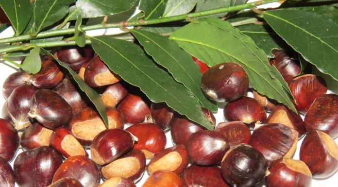 Nei boschi di Lecco è finita l’ “epoca” delle castagne