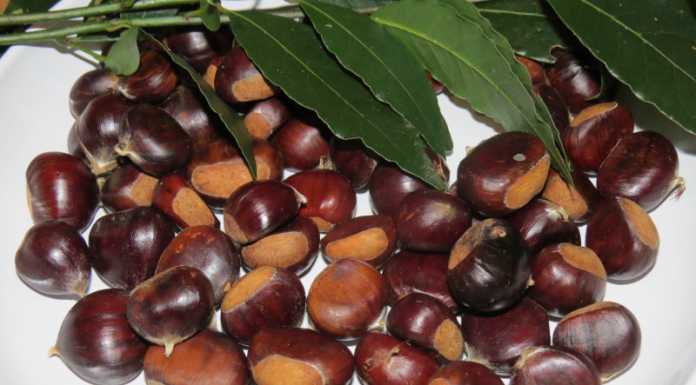 Castagne, Coldiretti: “Quest’anno sfioreremo il milione di kg in Lombardia”