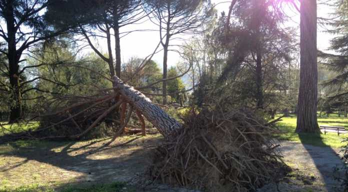 Lettera. “A Villa Gomes continuano a cadere alberi”