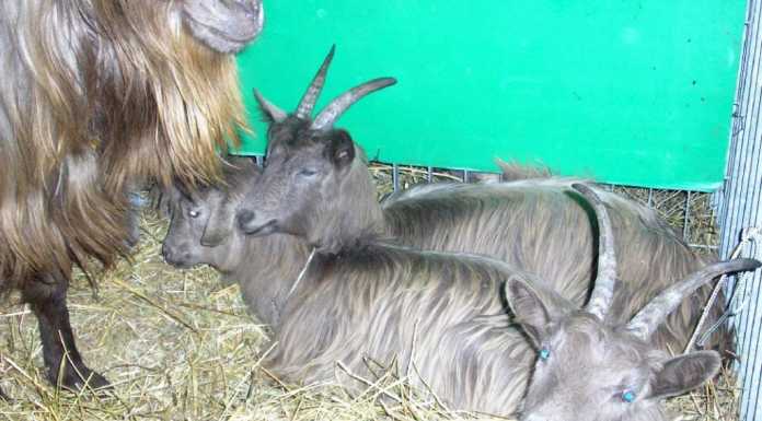 Casargo, capra orobica in mostra e il bandito Lasco… in scena