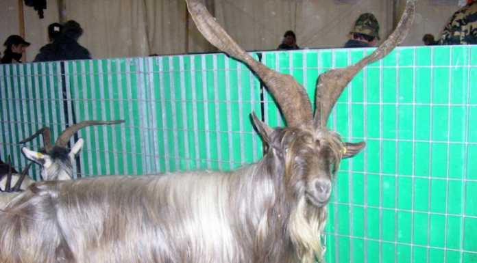 Sabato e domenica a Casargo la mostra della Capra Orobica