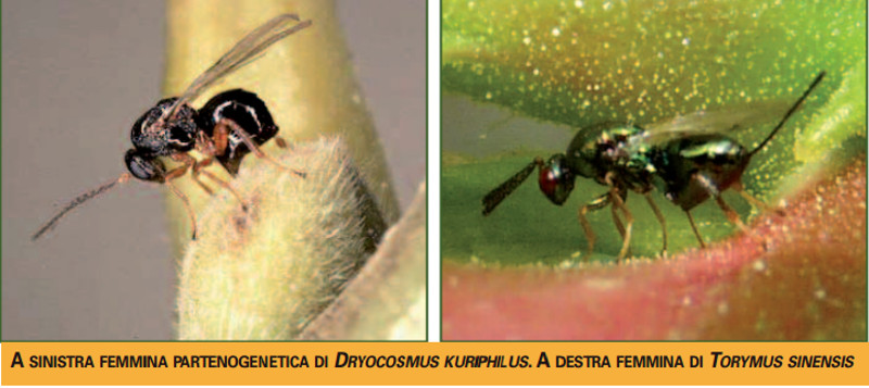 cinipide_con_antagonista