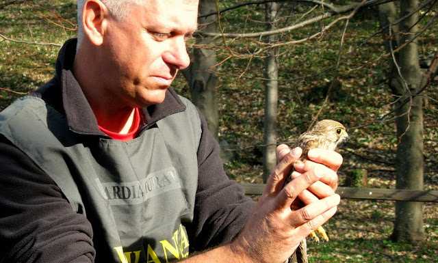 Feriti dai cacciatori, tornano a volare grazie al WWF oltre 70 volatili