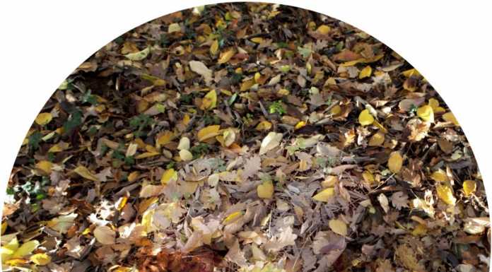 Galleria Melesi, dal 31 gennaio la mostra “Come una cosa della terra”