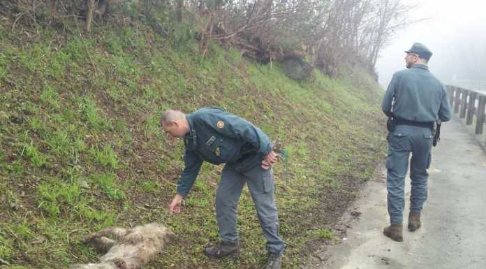 Cani a catena cadono da una scarpata, due muoiono strangolati