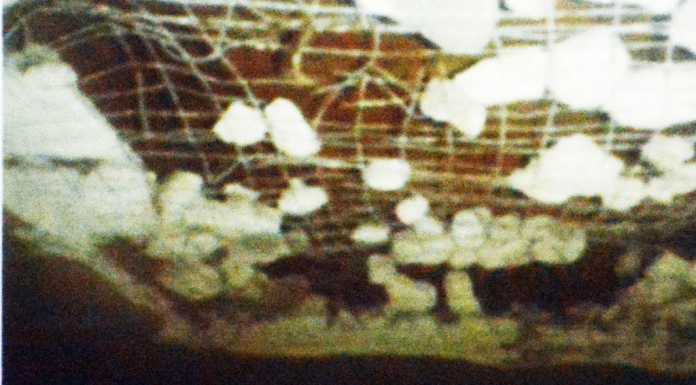 Crollo alla T. Grossi, l’esperto: “Colpa di lavori sciagurati”