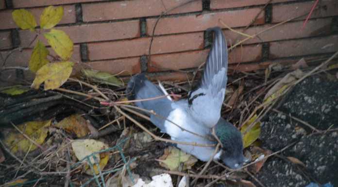 “Strage di piccioni in via Rosmini”, la denuncia degli animalisti
