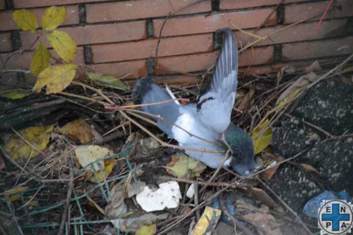 piccioni - via rosmini Lecco (5)