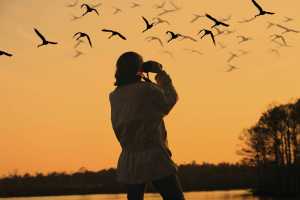 birdwatching-2
