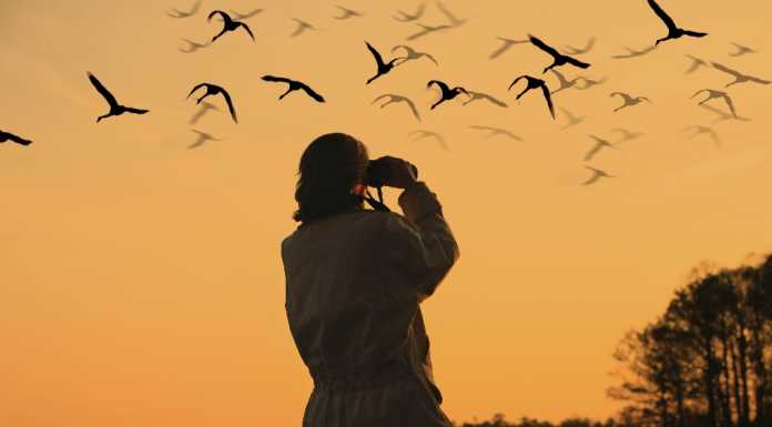 Birdwatching: al via corso ed escursioni di WWF e CROS