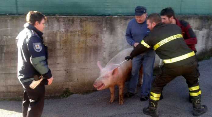 Valmadrera: maiale in “fuga” recuperato in piazza Fontana