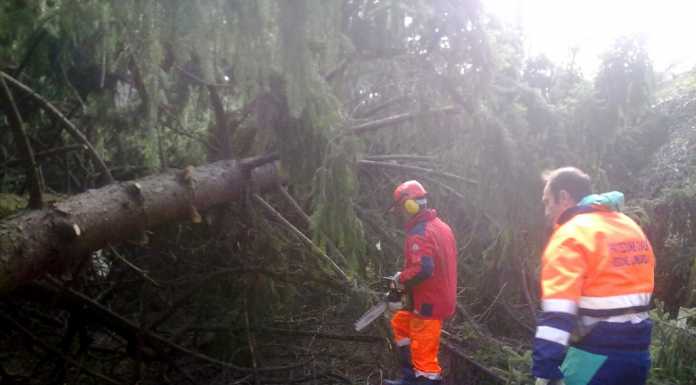 Alberi crollati a Varenna e a Mandello, Protezione civile al lavoro
