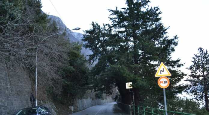Alberi pericolanti, sicurezza ripristinata. Riaperta la SP72