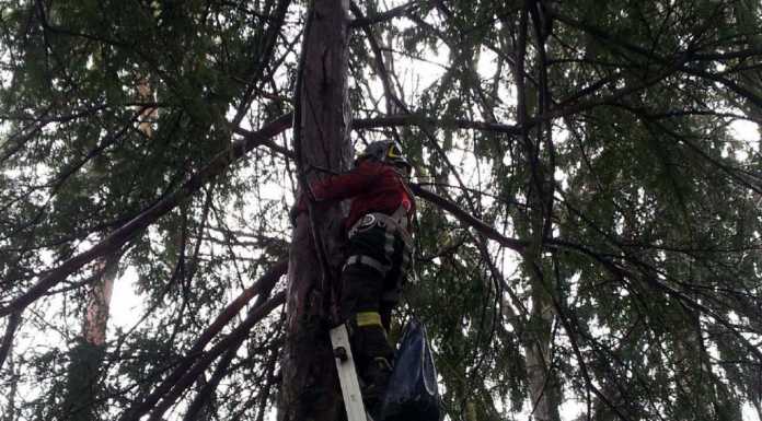 Gatto bloccato in cima all’albero: i pompieri “scalano” e lo salvano