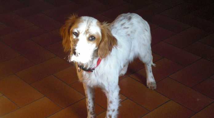 Accorato appello: “Aiutatemi a trovare la piccola Beth”