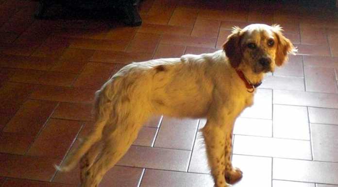 Beth ritrovata in tempo “record” grazie anche a LeccoNotizie